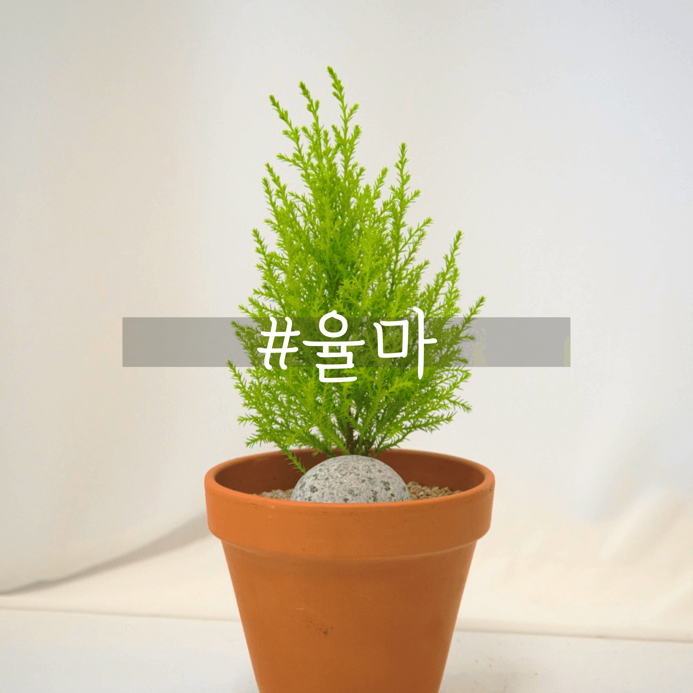 율마