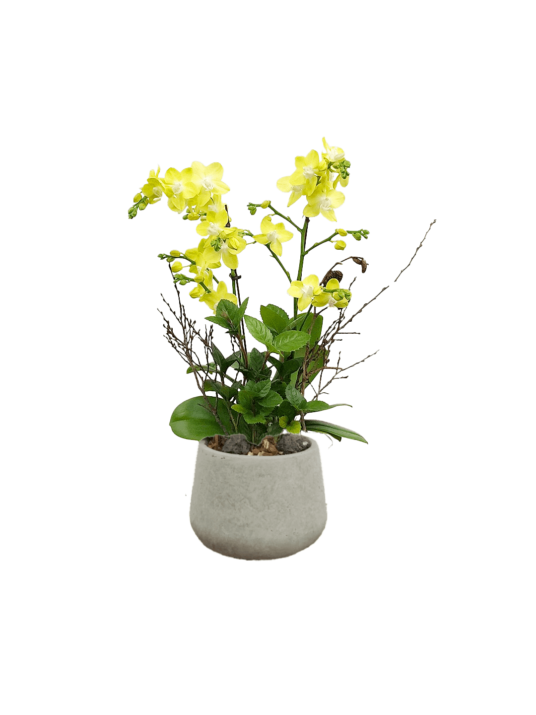 호접 노랑색(2대)-다크빈티지