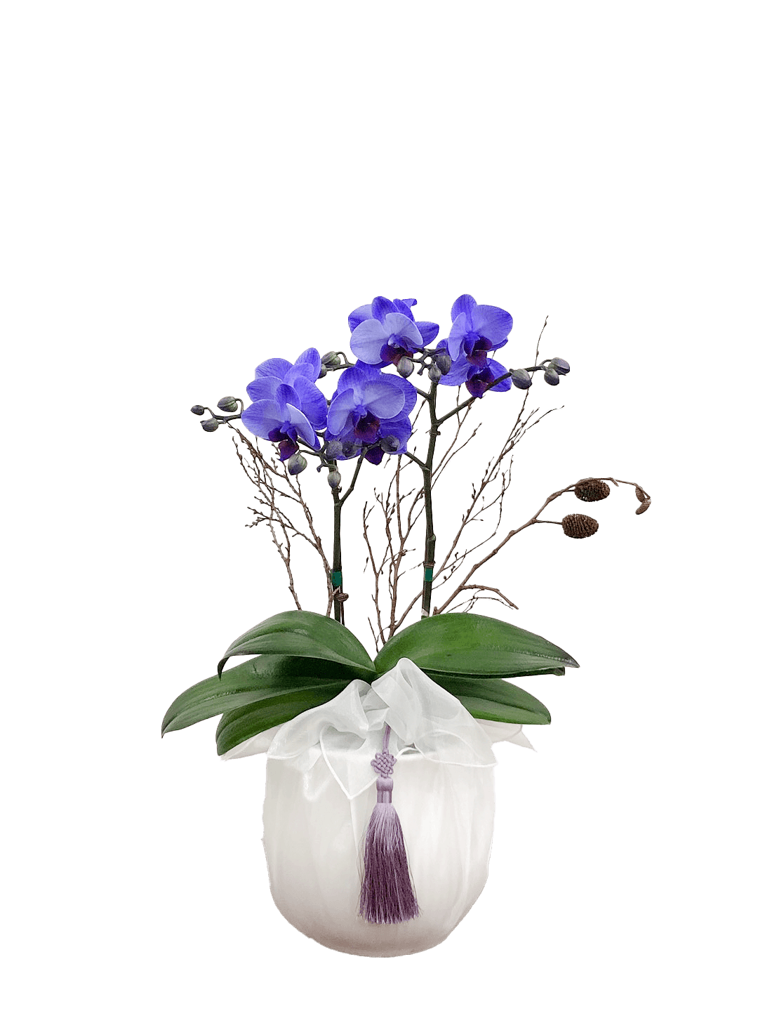 호접 아바타(2대)-줄무늬 화이트+화이트 보자기