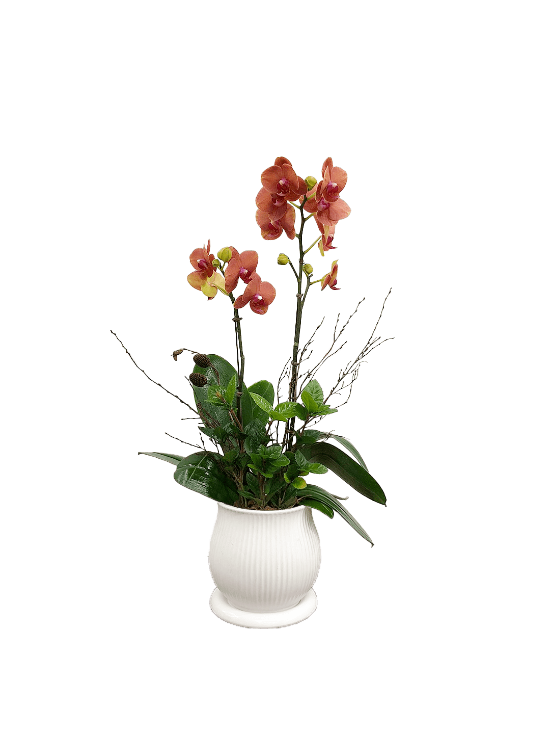 호접 오렌지(2대)-줄무늬 화이트