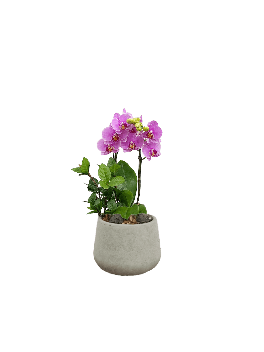 호접 분홍(2대)-다크빈티지