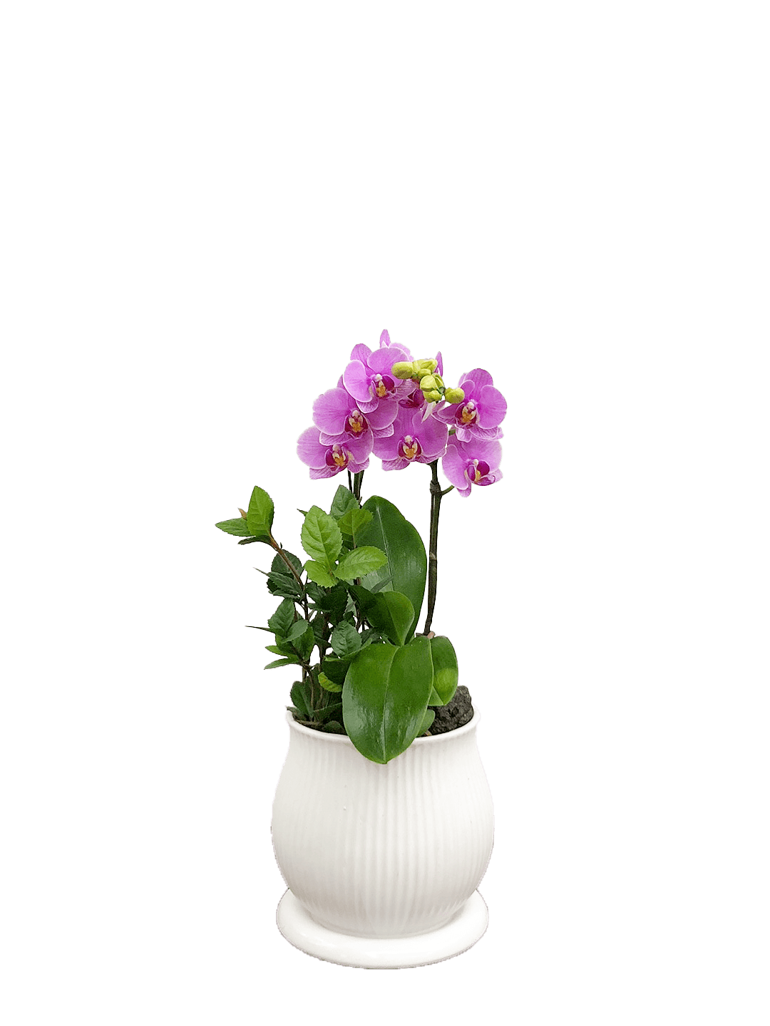 호접 분홍(2대)-줄무늬 화이트