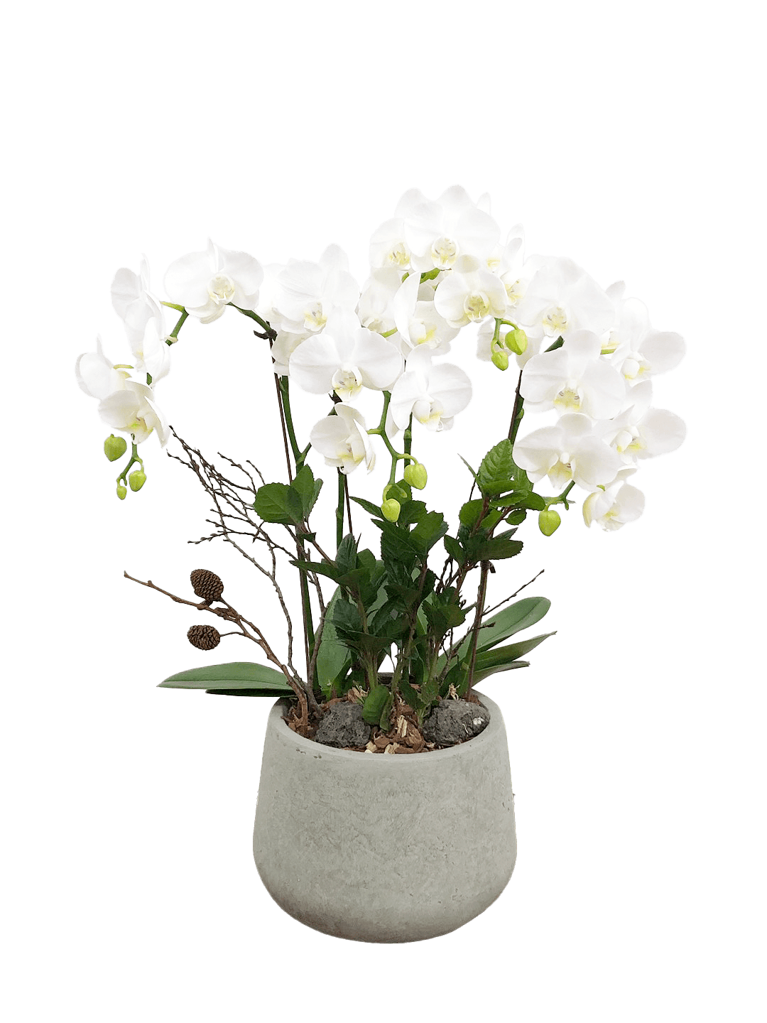 호접 화이트(2대)-다크빈티지