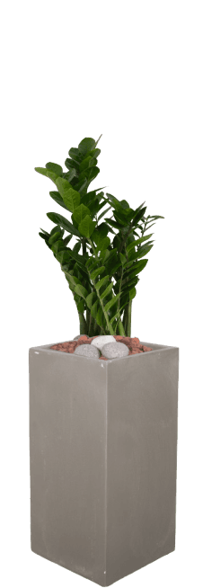 (추천)금전수-직사각 그레이