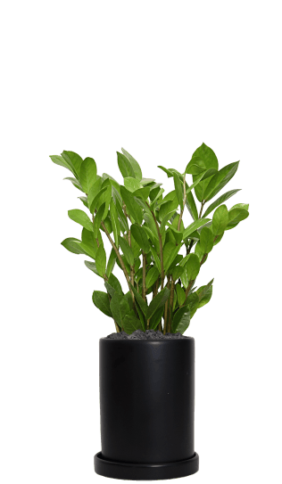 (추천)금전수-원통 블랙