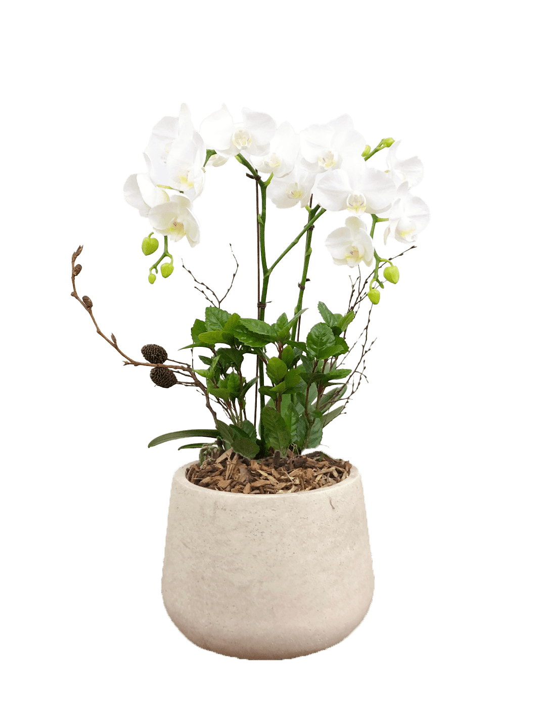 호접 화이트(2대)-라이트빈티지