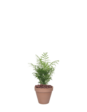 테이블야자-토분 베이지