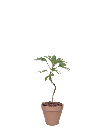 황칠나무-토분 베이지